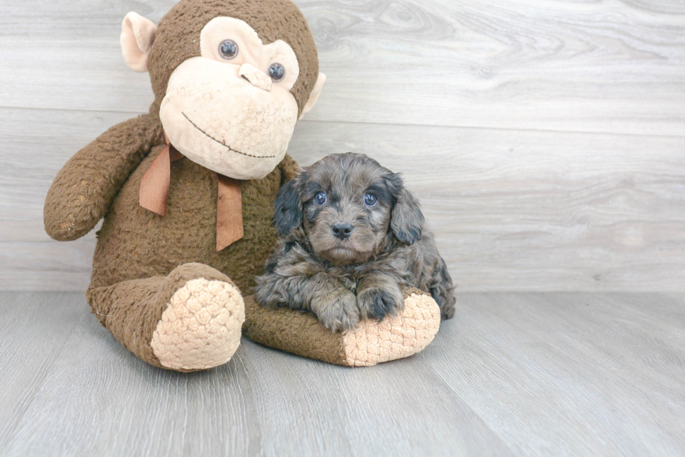 Sweet Cavapoo Baby