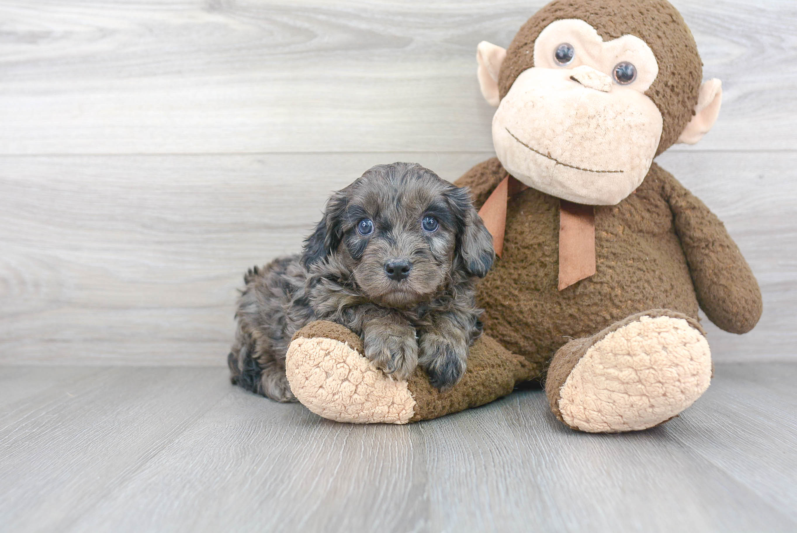 Cavapoo Pup Being Cute