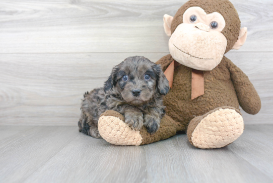 Cavapoo Pup Being Cute