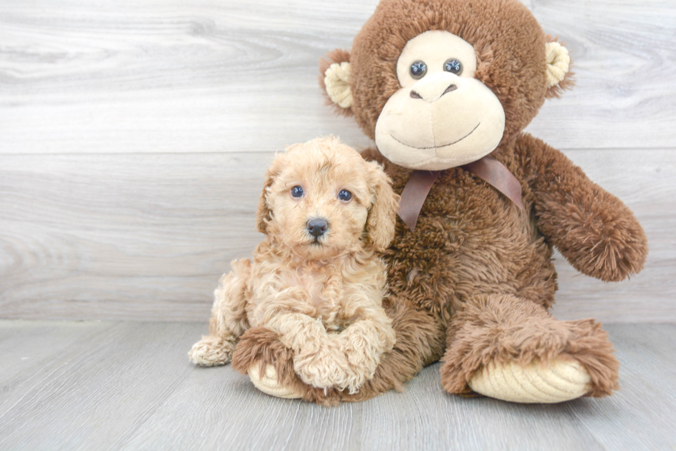 Petite Cavapoo Poodle Mix Pup