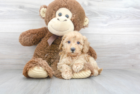 Best Cavapoo Baby