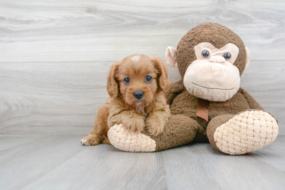 Cavapoo Puppy for Adoption