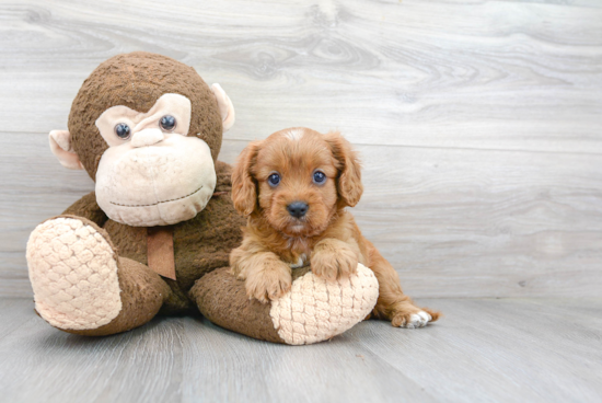 Funny Cavapoo Poodle Mix Pup