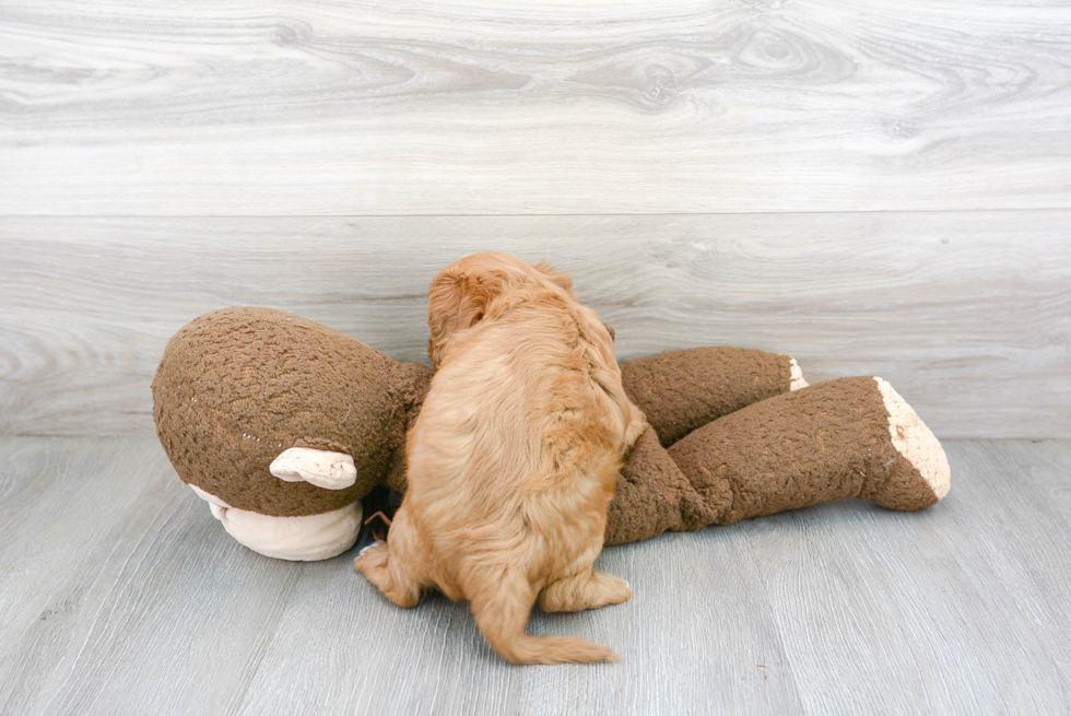 Smart Cavapoo Poodle Mix Pup