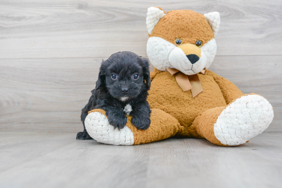 Cavapoo Puppy for Adoption