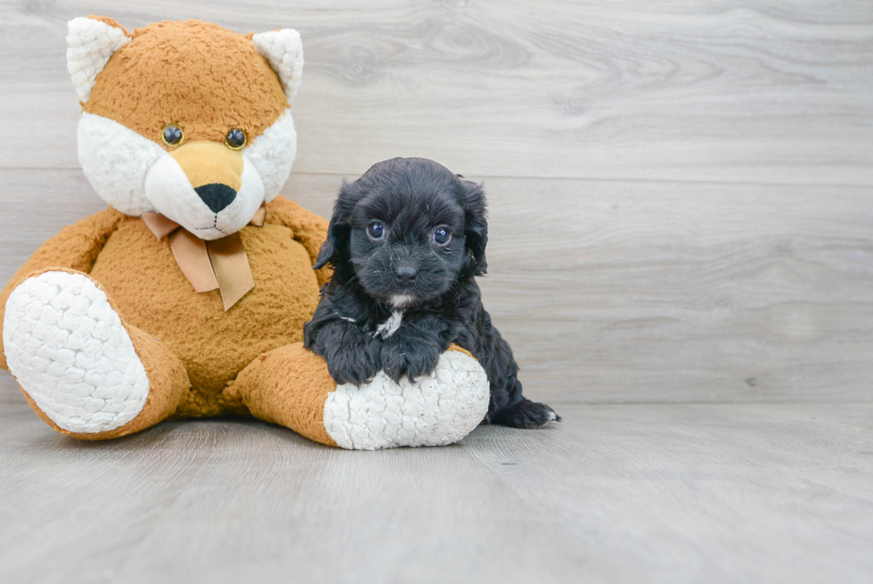 Cavapoo Puppy for Adoption