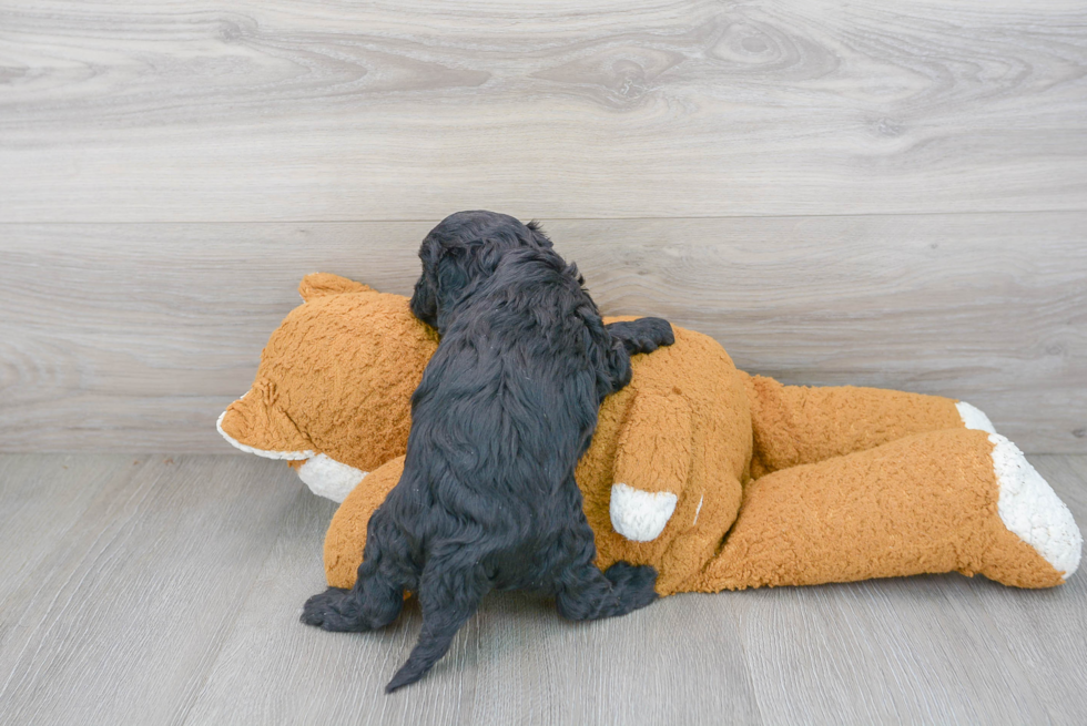 Petite Cavapoo Poodle Mix Pup