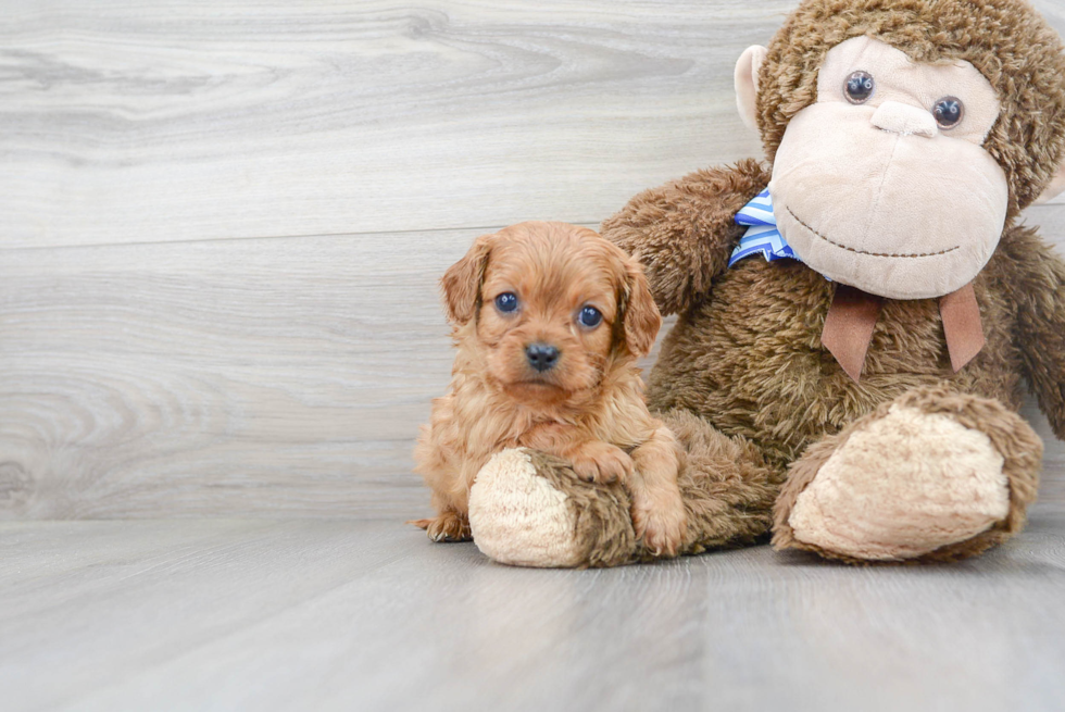 Cavapoo Puppy for Adoption