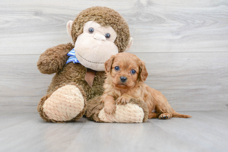 Best Cavapoo Baby