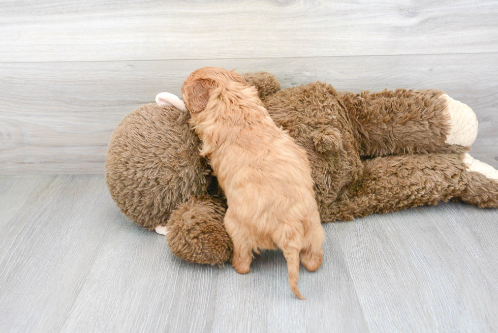 Cute Cavoodle Poodle Mix Puppy