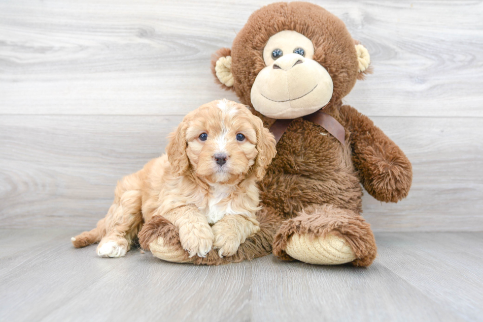 Best Cavapoo Baby