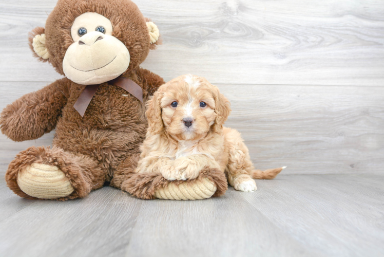 Petite Cavapoo Poodle Mix Pup