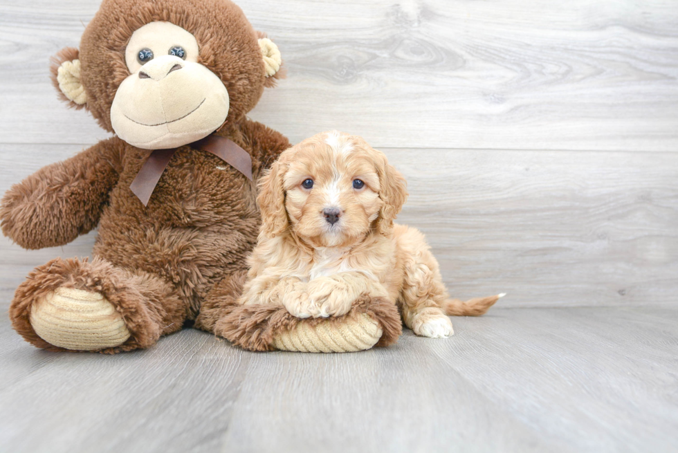 Petite Cavapoo Poodle Mix Pup