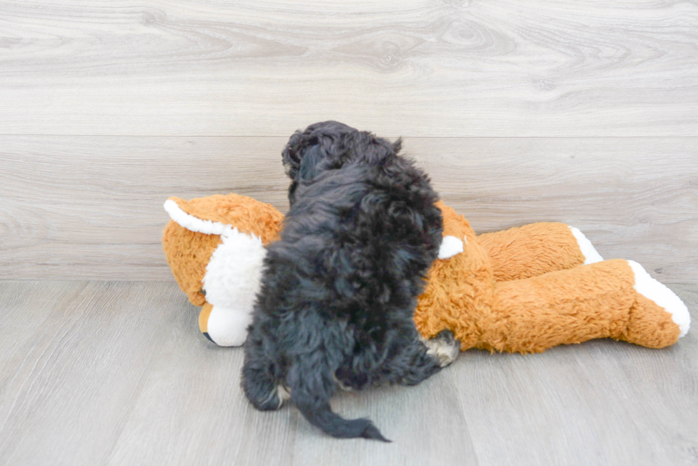 Cavapoo Puppy for Adoption