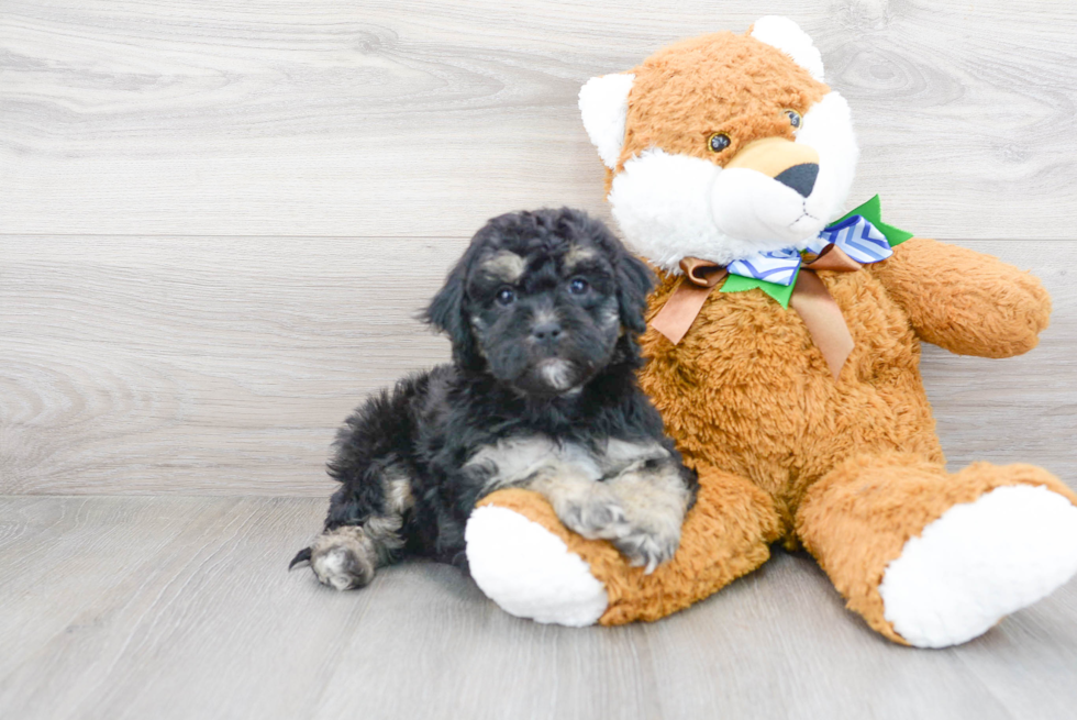 Playful Cavoodle Poodle Mix Puppy