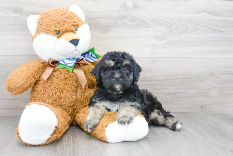 Happy Cavapoo Baby