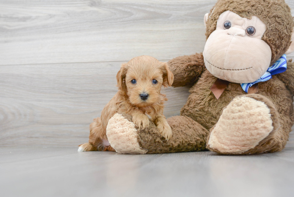 Playful Cavoodle Poodle Mix Puppy