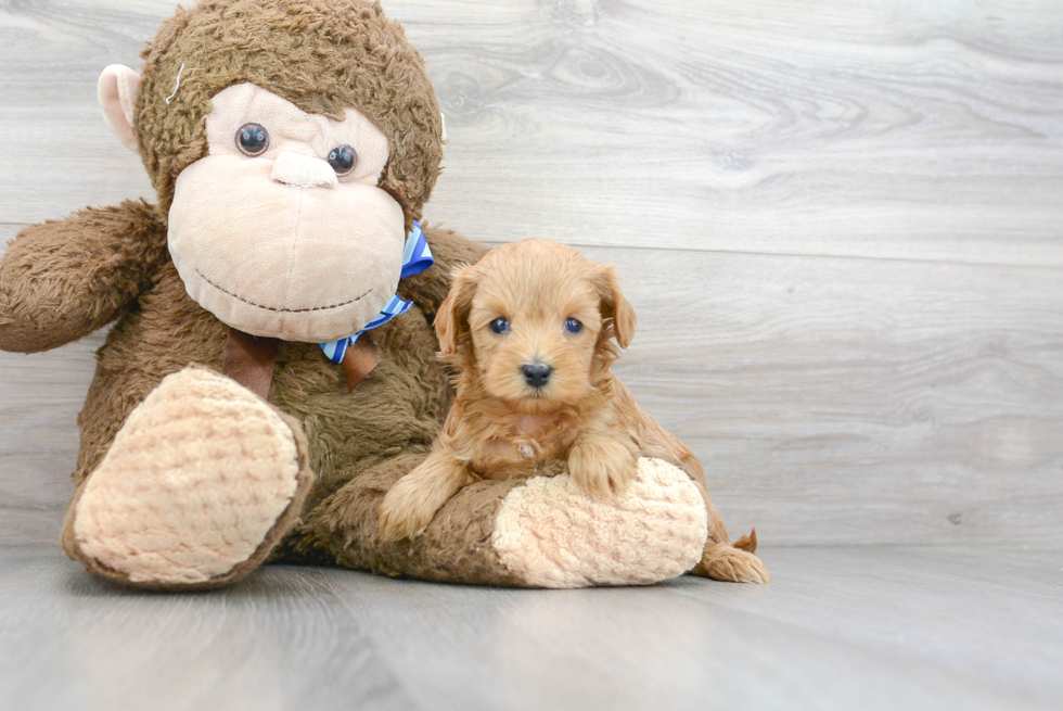 Cute Cavapoo Baby