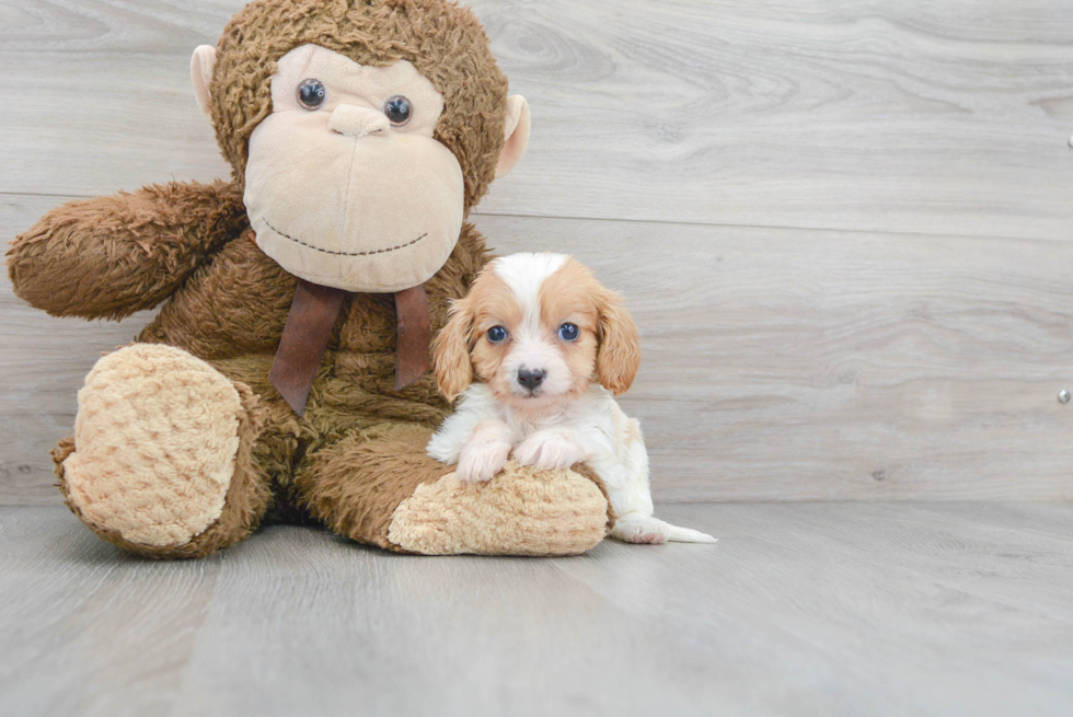 Cavapoo Pup Being Cute