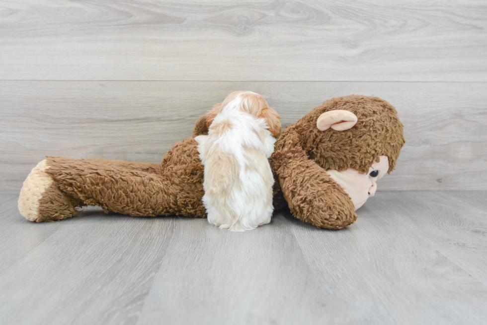 Cavapoo Pup Being Cute