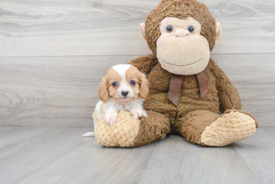 Funny Cavapoo Poodle Mix Pup