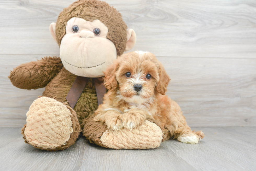 Cavapoo Pup Being Cute