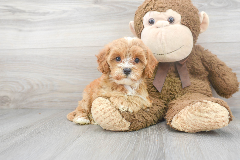 Fluffy Cavapoo Poodle Mix Pup