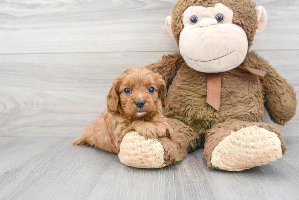 Playful Cavoodle Poodle Mix Puppy