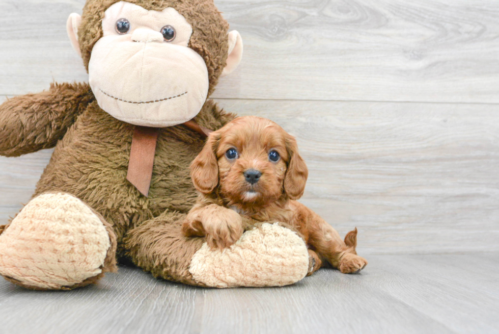 Cavapoo Puppy for Adoption