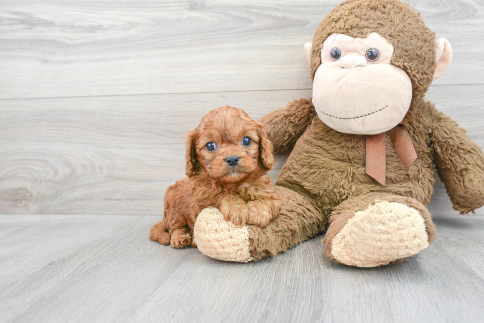 Sweet Cavapoo Baby