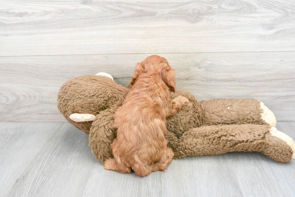 Fluffy Cavapoo Poodle Mix Pup