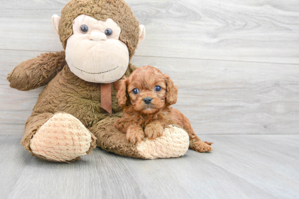 Cavapoo Puppy for Adoption