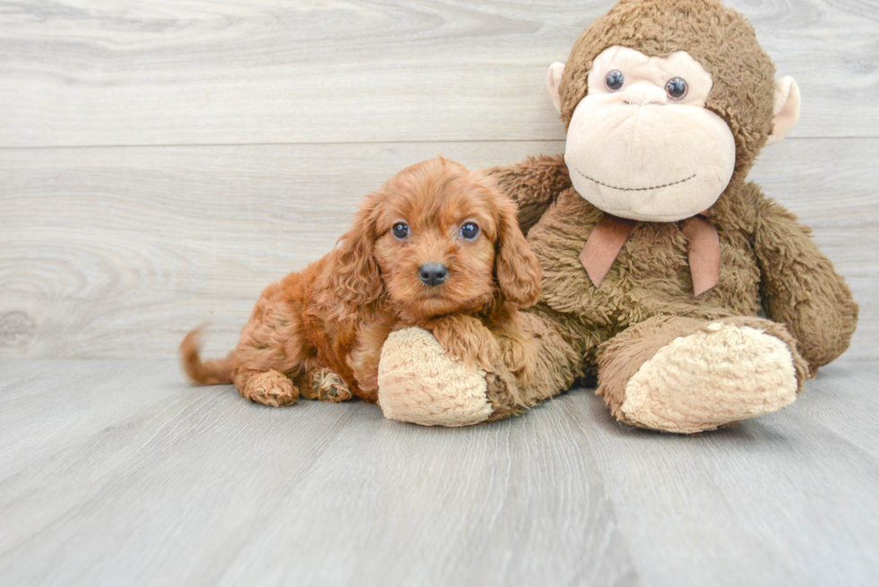 Little Cavoodle Poodle Mix Puppy