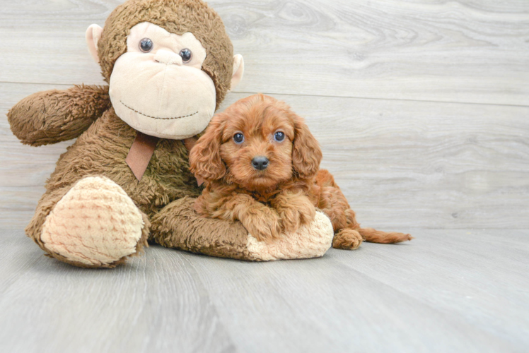 Small Cavapoo Baby
