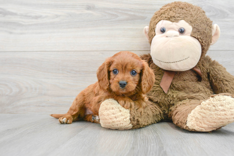 Happy Cavapoo Baby