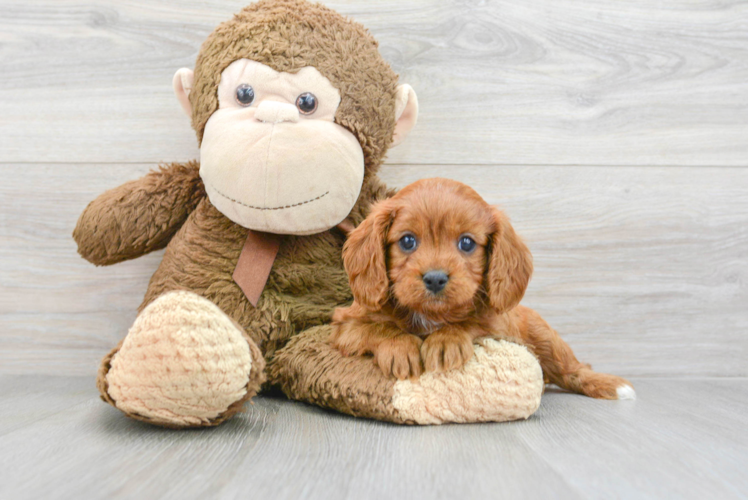 Cavapoo Pup Being Cute