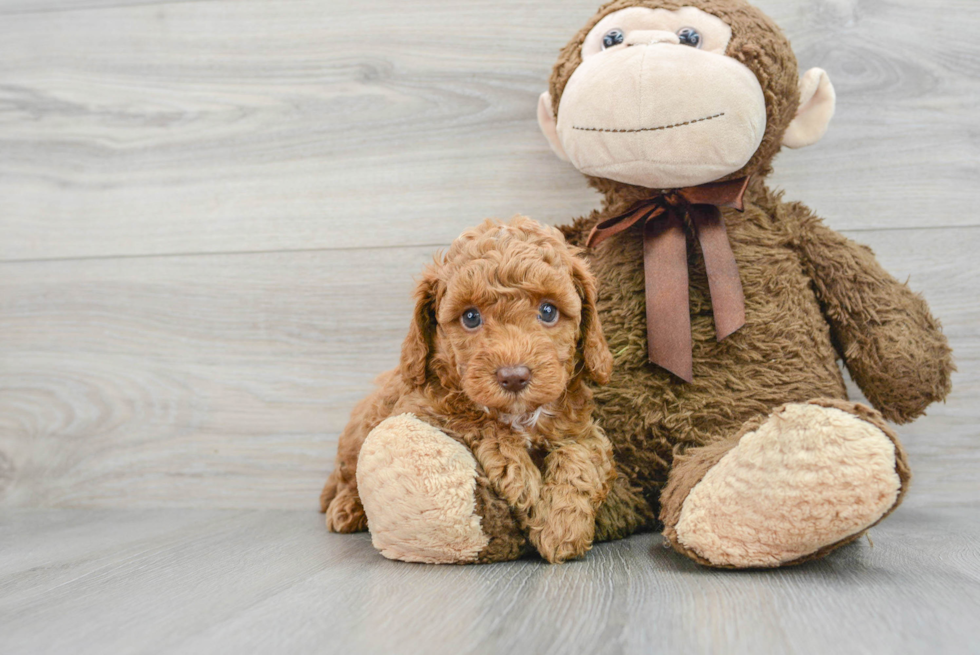 Small Cavapoo Baby