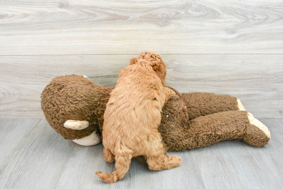 Fluffy Cavapoo Poodle Mix Pup