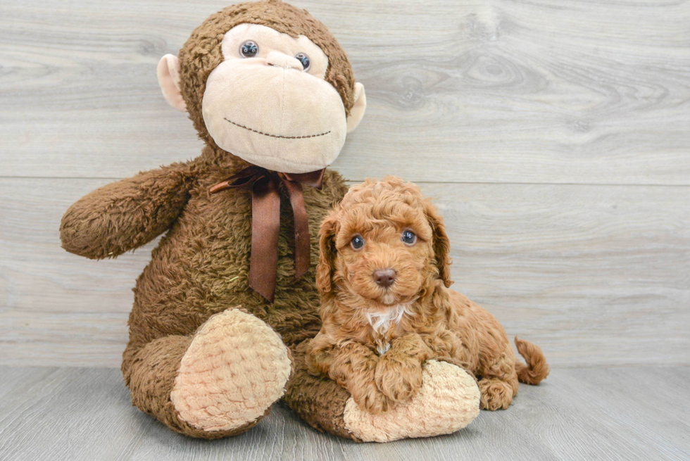 Playful Cavoodle Poodle Mix Puppy