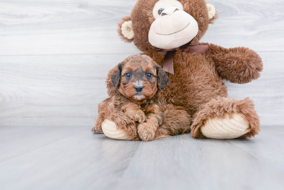 Cavapoo Pup Being Cute