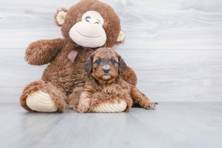 Cavapoo Puppy for Adoption