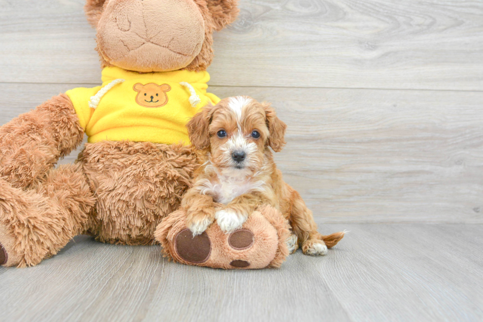 Best Cavapoo Baby