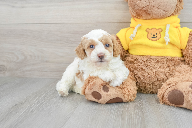 Cavapoo Pup Being Cute