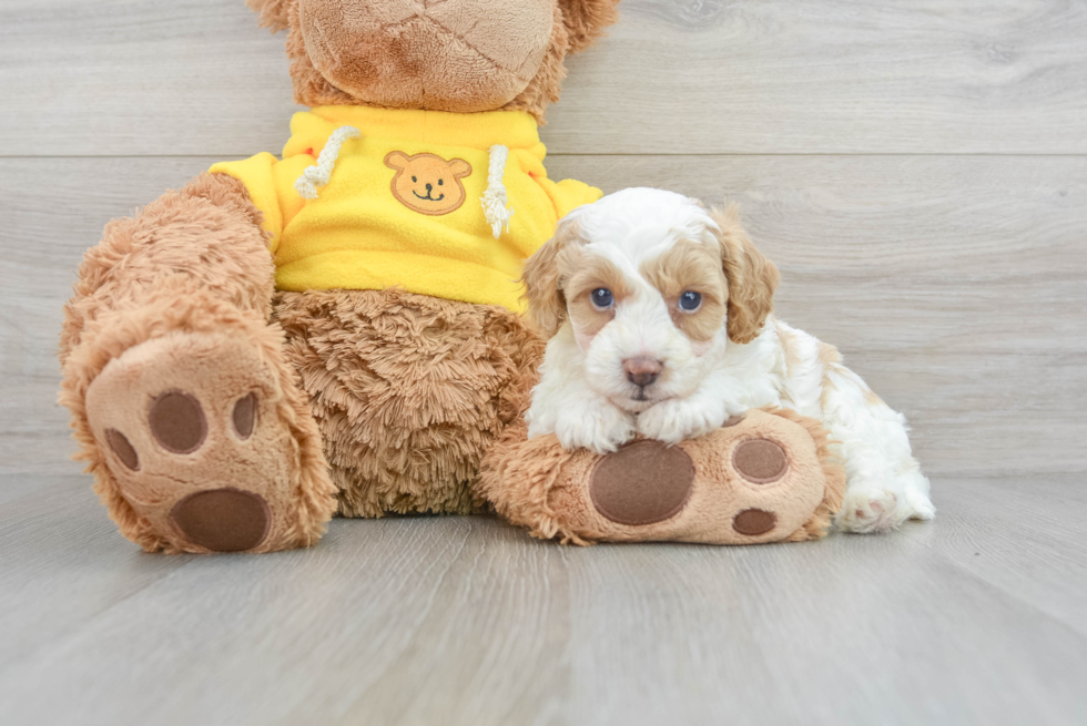 Small Cavapoo Baby