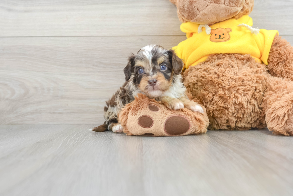 Adorable Cavoodle Poodle Mix Puppy