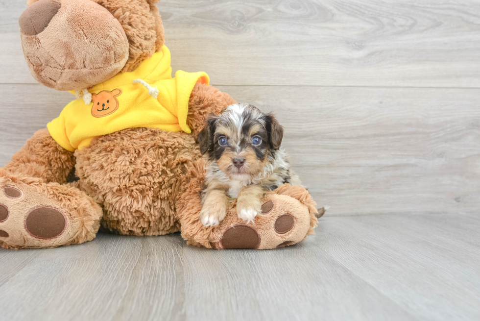 Popular Cavapoo Poodle Mix Pup