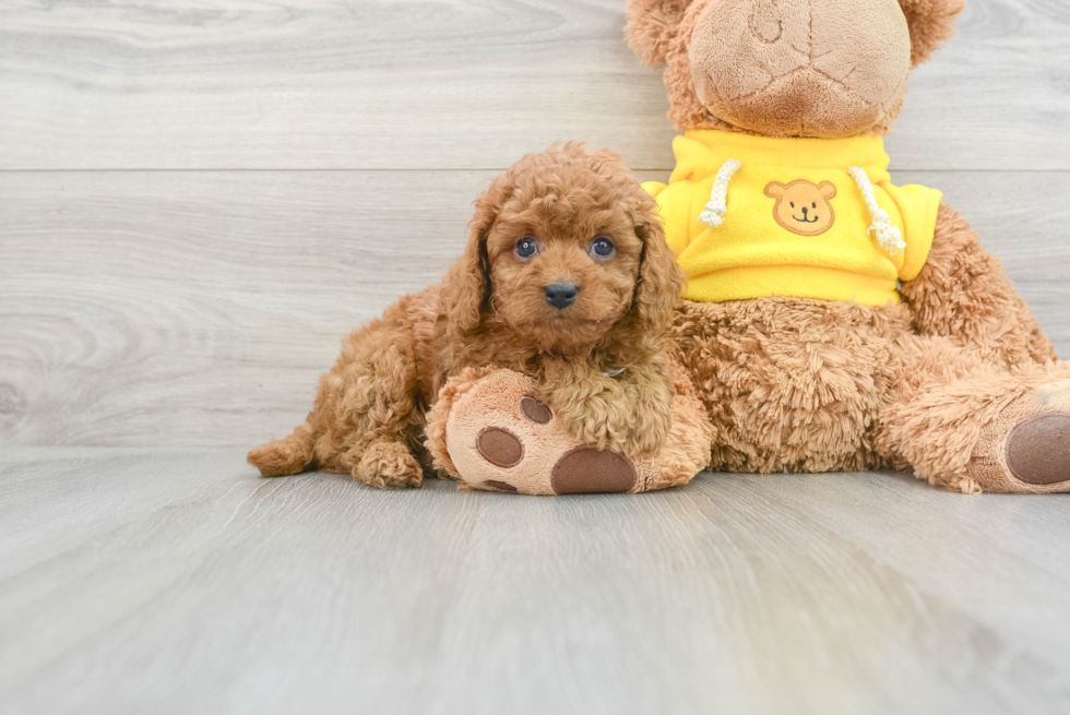 Cavapoo Pup Being Cute