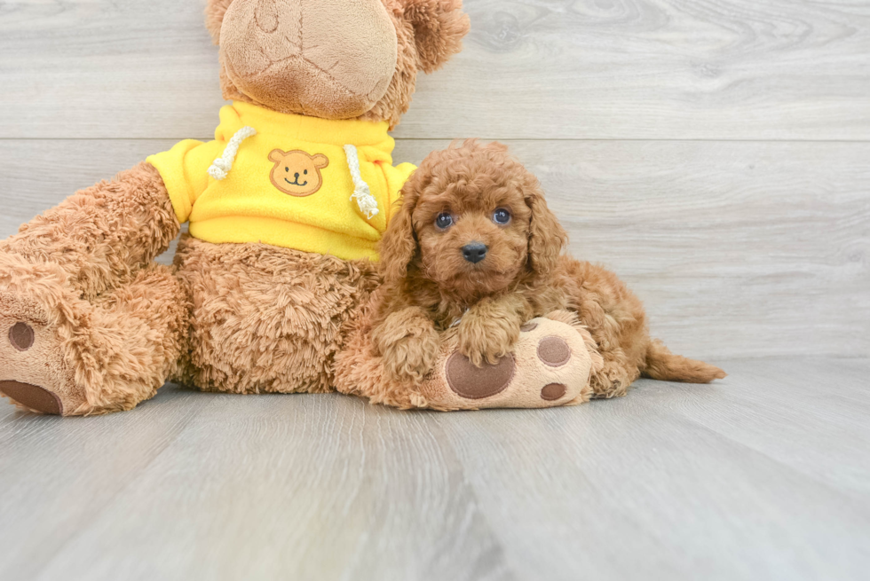 Cavapoo Puppy for Adoption