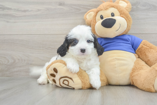 Playful Cavoodle Poodle Mix Puppy