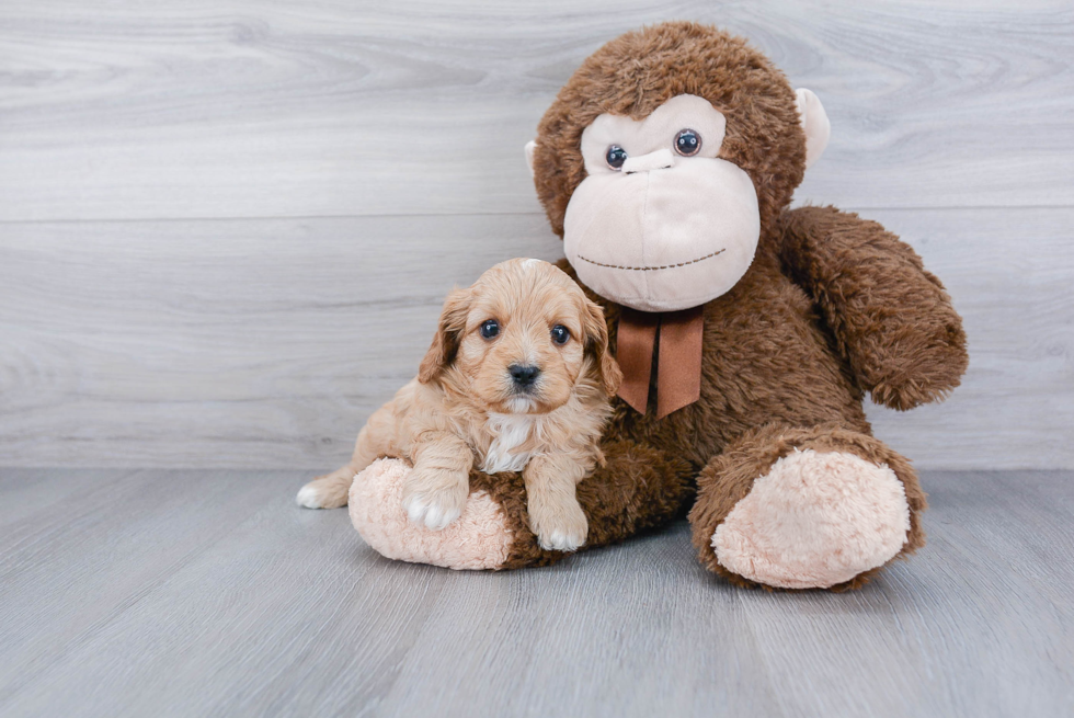 Energetic Cavoodle Poodle Mix Puppy